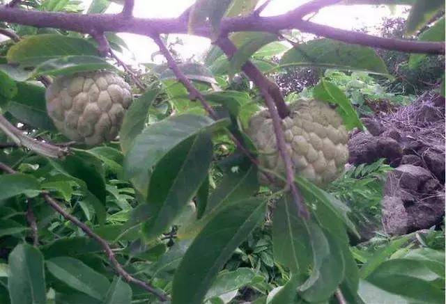 星空·综合体育